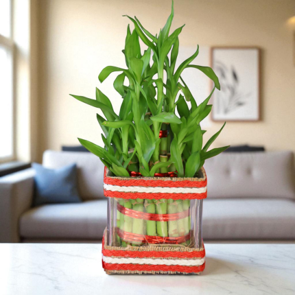 Lucky Two Layer Bamboo plant in glass vase with red decoration for gifting and home décor.