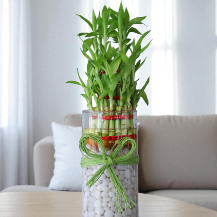 3 Layer Lucky Bamboo plant in glass vase with white pebbles and ribbon bow.