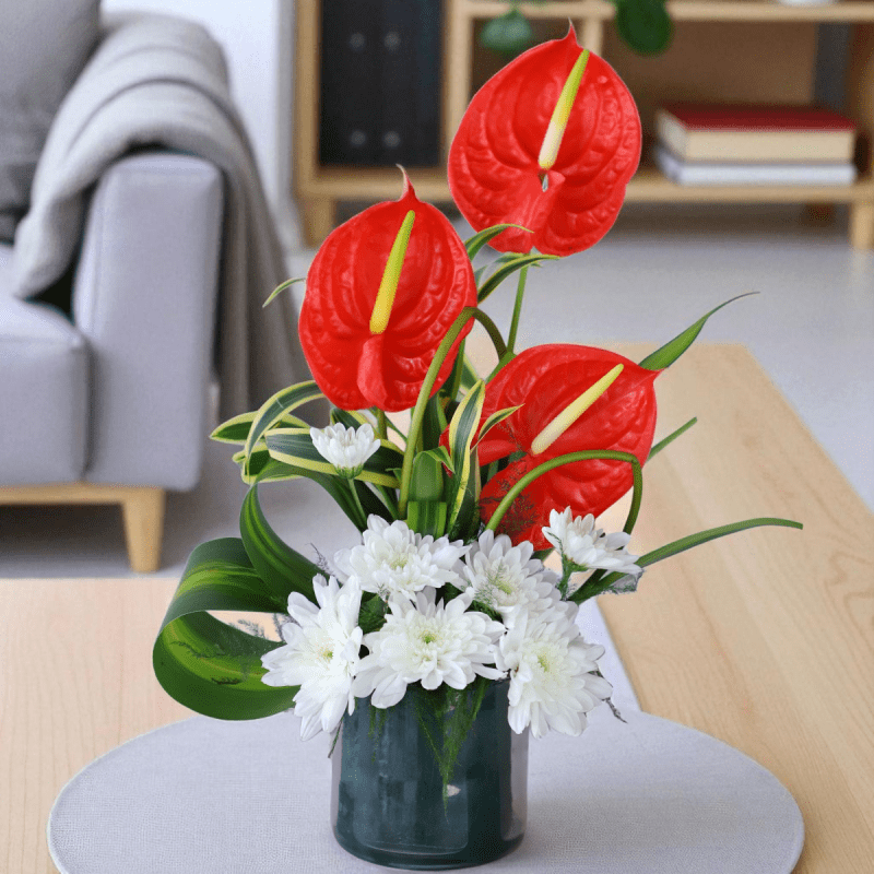 3 vivid red anthuriums that symbolize hospitality and abundance - YHOJA.COM
