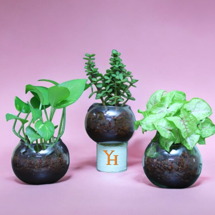 Indoor Plant Trio Online. Green Harmony Trio – Jade, Money & Syngonium Plants in glass vases for home décor and gifting.
