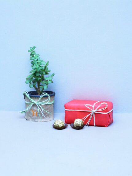Jade plant in jute wrap with 16 Ferrero Rocher in Red Gift Box
