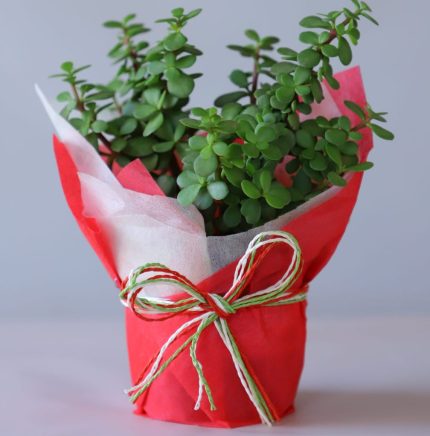 Jade plant in red and white paper wrapping with colorful Rossi bow – YHOJA.COM lucky plant gift