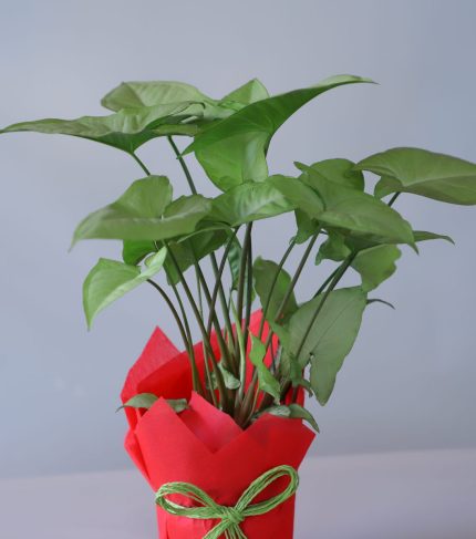Syngonium plant in red paper wrapping with green Rossi bow – YHOJA.COM indoor plant gift