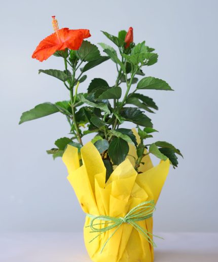 Hibiscus plant with red flowers in yellow paper wrapping and green Rossi bow – YHOJA.COM flowering plant gift