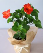 Hibiscus plant with red blooms in jute wrapped pot with white Rossi bow – YHOJA.COM plant gift