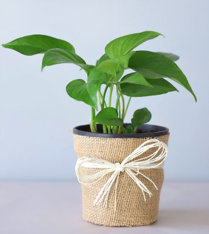 Money Plant in black pot wrapped with jute and white Rossi bow – indoor plant gift by YHOJA.COM