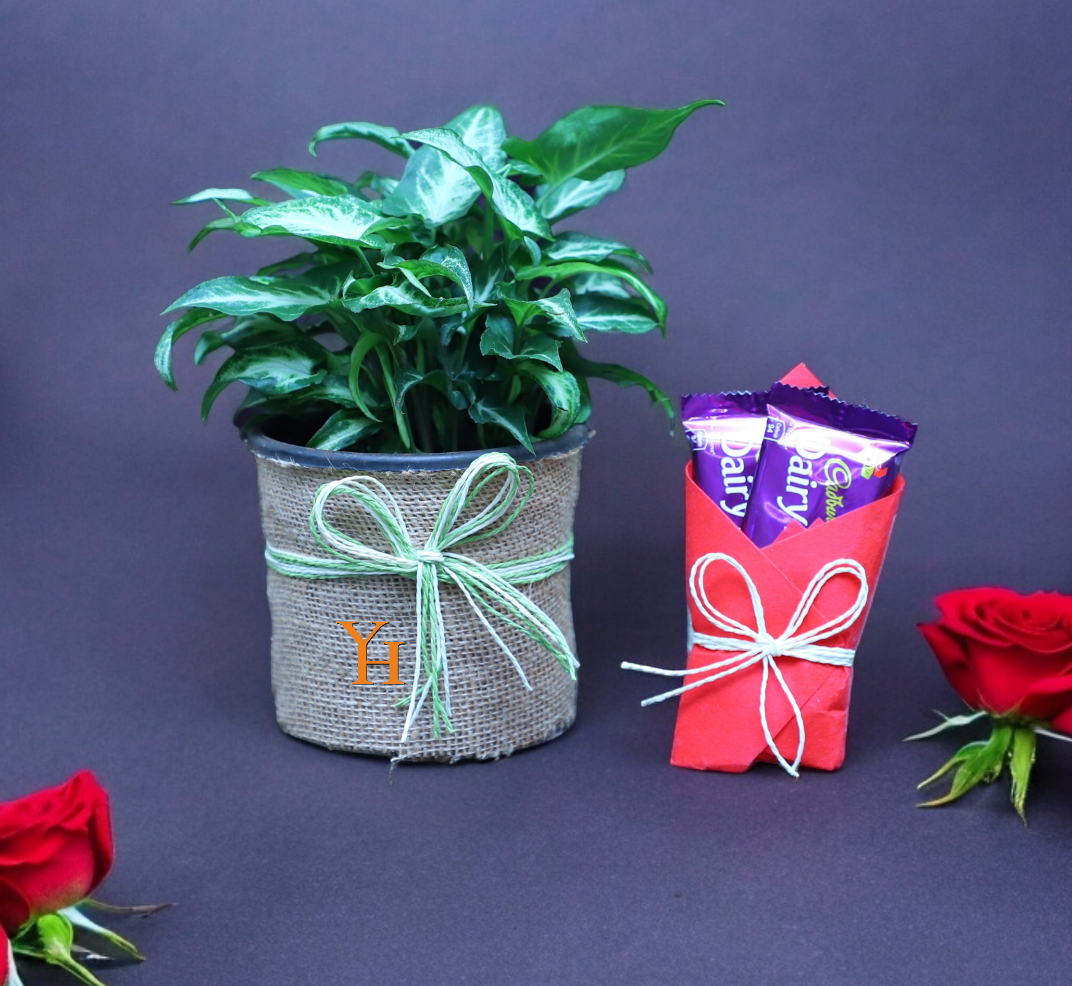 Photoroom-20240311_112851 Syngonium plant in jute pot with Cadbury Fruit & Nut chocolate in red wrap – YHOJA.COM gift combo